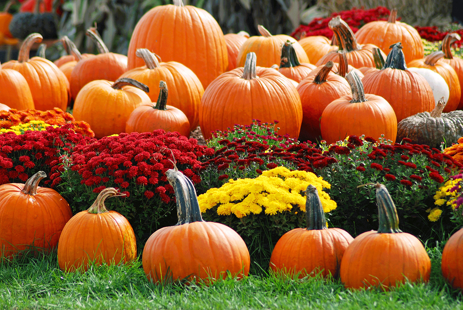 Pumpkins and Mums during Fall at Cheekwood Pumpkins and Mums during Fall at Cheekwood